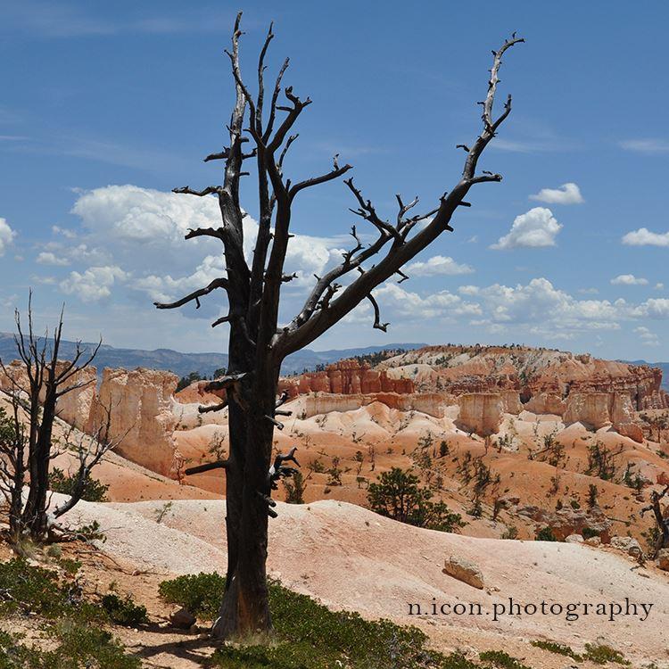 02 02 02 Bryce 2016_256_a1 IG.jpg